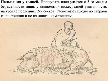 Через сколько свинья приходит в охоту