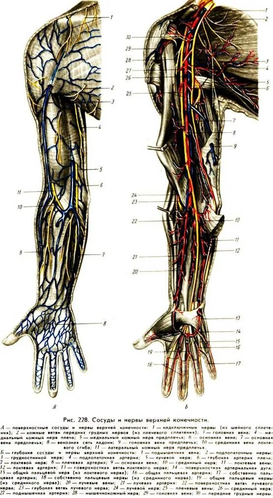 Нервы руки анатомия. Анатомия артерий и вен верхних конечностей. Нервы верхней конечности анатомия. Иннервация верхней конечности топографическая анатомия. Топография сосудов верхней конечности.