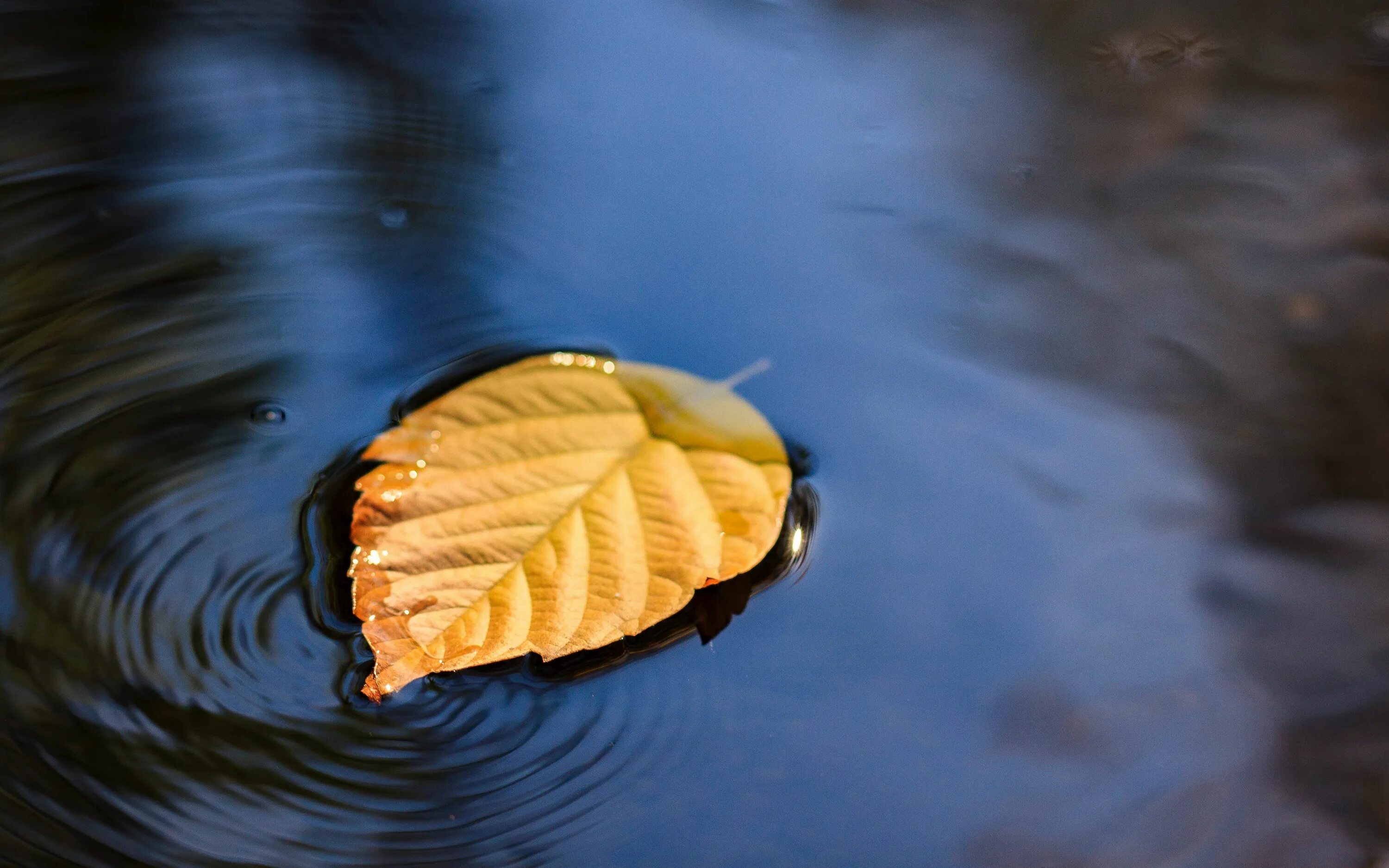 Желтая вода весной. Осенние листья на воде. Листья в луже. Листок на воде. Осенние листья в луже.