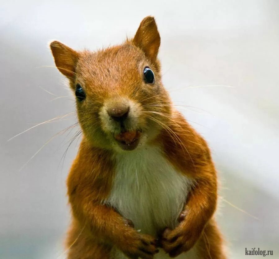 Прикольные белки. Забавная белка. Смешные белки. Крутые белки. Забавные белочки.