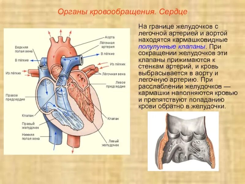 Между левым желудочком и аортой находится