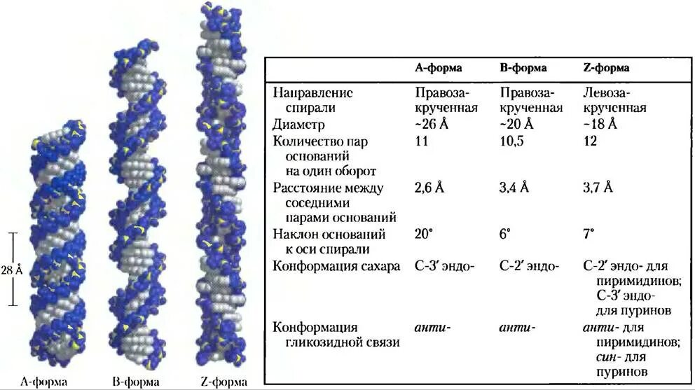 Днк в какое время. Формы структуры ДНК. Характеристики β-формы ДНК. B- И Z-формы структуры ДНК. Характеристики бета формы ДНК.