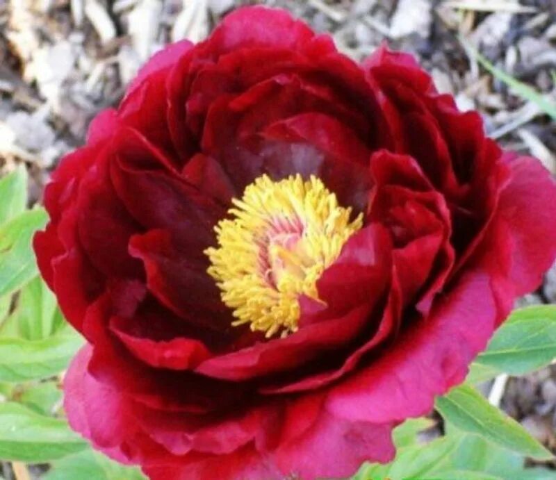 Ред глори. Пион Red Glory. Ред Глори(Red Glory) пион. Пион ред Глори Paeonia Red Glory. Пион ред куин.