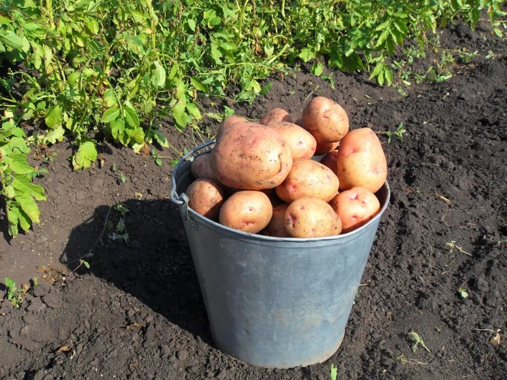 Вырастить картофель и продать