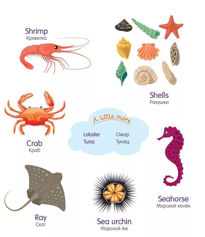 Морские обитатели названия. Морские обитатели с названиями для детей. Названия морских обитателей на английском. Морские обитатели на английском для детей.