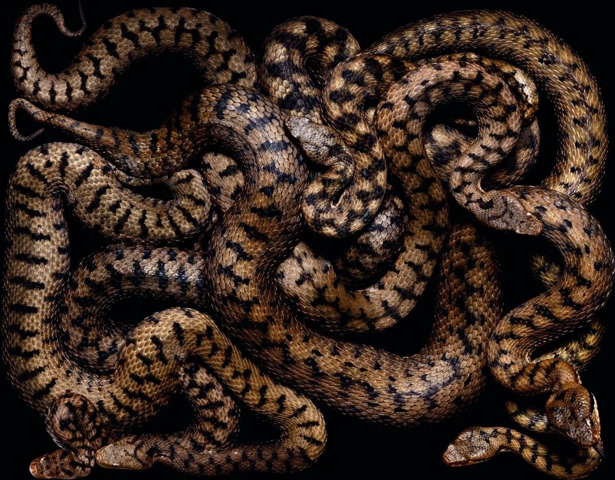 Змею много много черных. Змеи Гвидо Мокафико. Гвидо Мокафико змеиная коллекция. Мокасиновая змея. Серпентарий гадюка обыкновенная.