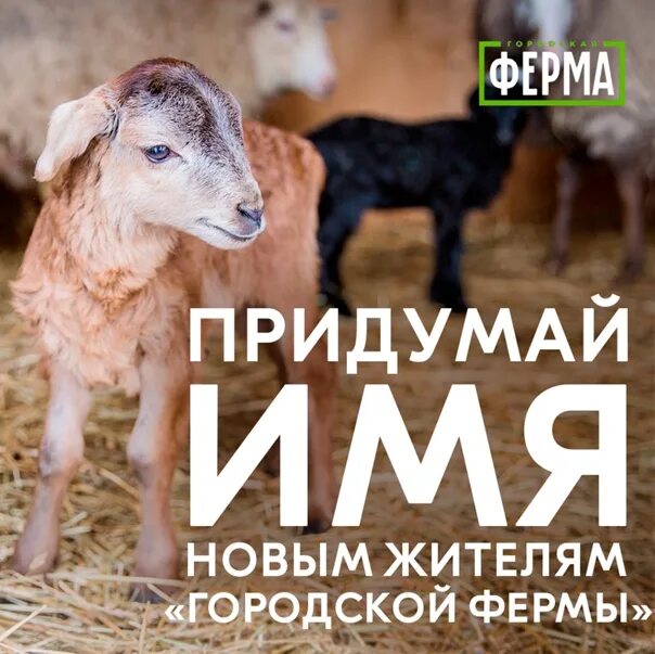 Имя козла. Городская ферма вднх козлы бараны. клички для козлов. кличка козла. имена для козлов животных.