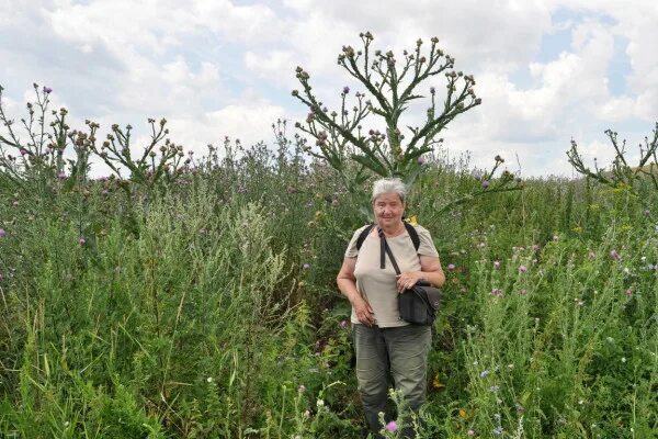 Село Подвалье Самарской области. Шигонский район Самарской области поля конопли. Березовка Шигонский район Грунина гора. Шигонский район Самарской области поля мака. Погода на 10 дней шигоны самарская область