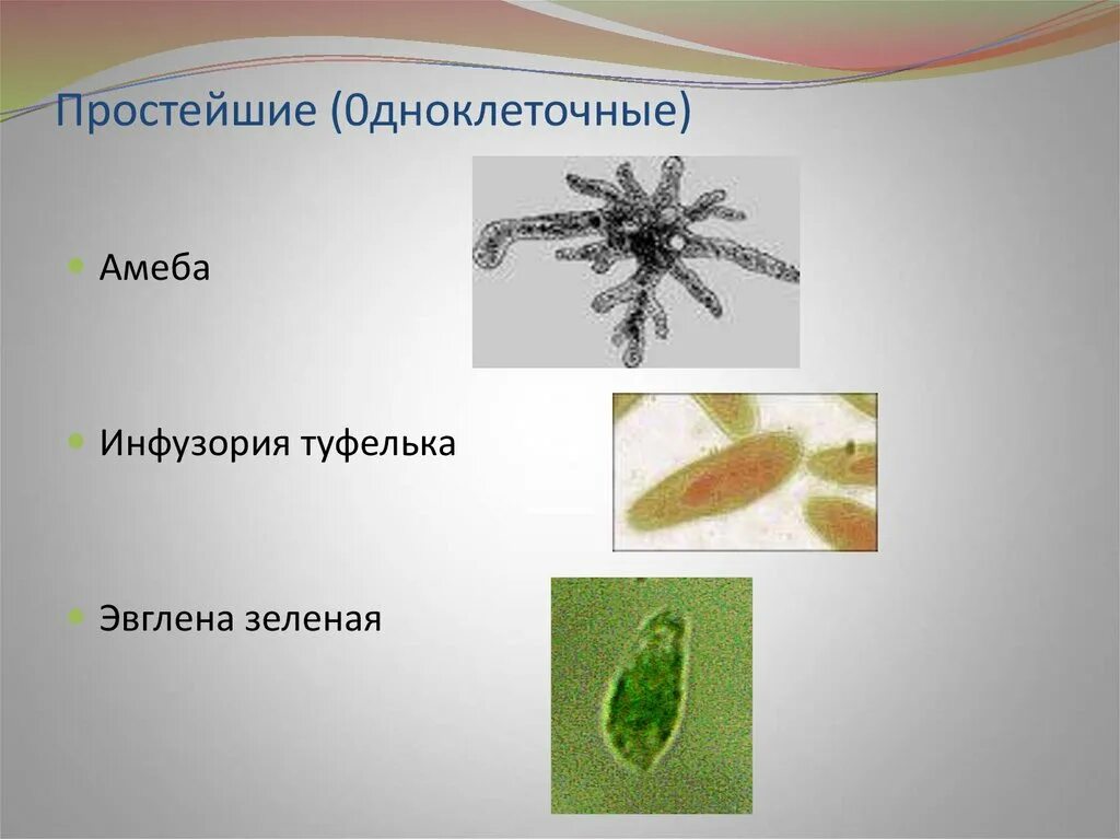 Амеба и инфузория туфелька. Инфузория туфелька амеба и эвглена. Амеба эвглена инфузория. Амёба обыкновенная эвглена зелёная инфузория туфелька.