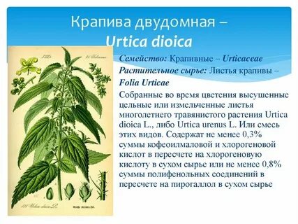 Систематическая группа крапивы