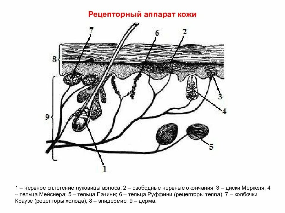 Рецепторы кожного анализатора. Нервные рецепторы кожного анализатора. Рецепторы кожи анализатор. Кожный анализатор тельца Мейснера Пачини.