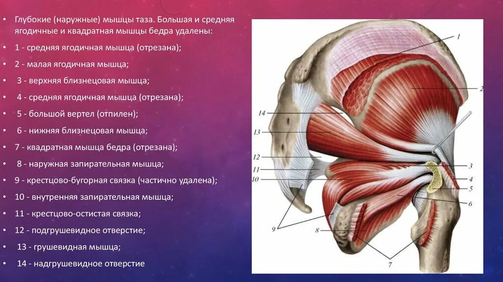Сухожилие средней ягодичной мыш. Сухожилие двуглавой мышцы бедра. Тендинит связки коленного сустава. Тендинит ягодичных мышц. Бурсит тазобедренного сустава.