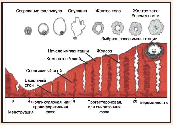 Какого размера должны быть фолликулы. Размер фолликула при овуляции. Размер фолликула по дням цикла. Размер фолликула при овуляции по дням цикла. Размер созревшего фолликула.