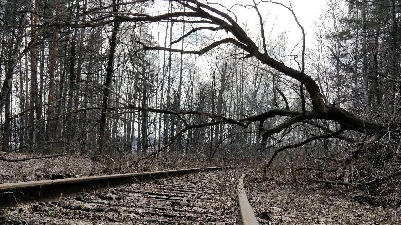 Заброшенная железная дорога в Лосином острове. Заброшки в Лосином острове. Заброшенные ЖД пути Лосиный остров. Заброшенная ЖД ветка в Лосином острове.