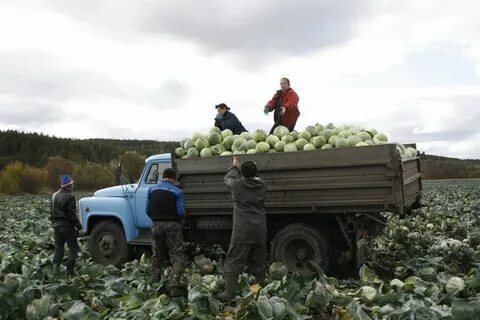С первого поля собрали