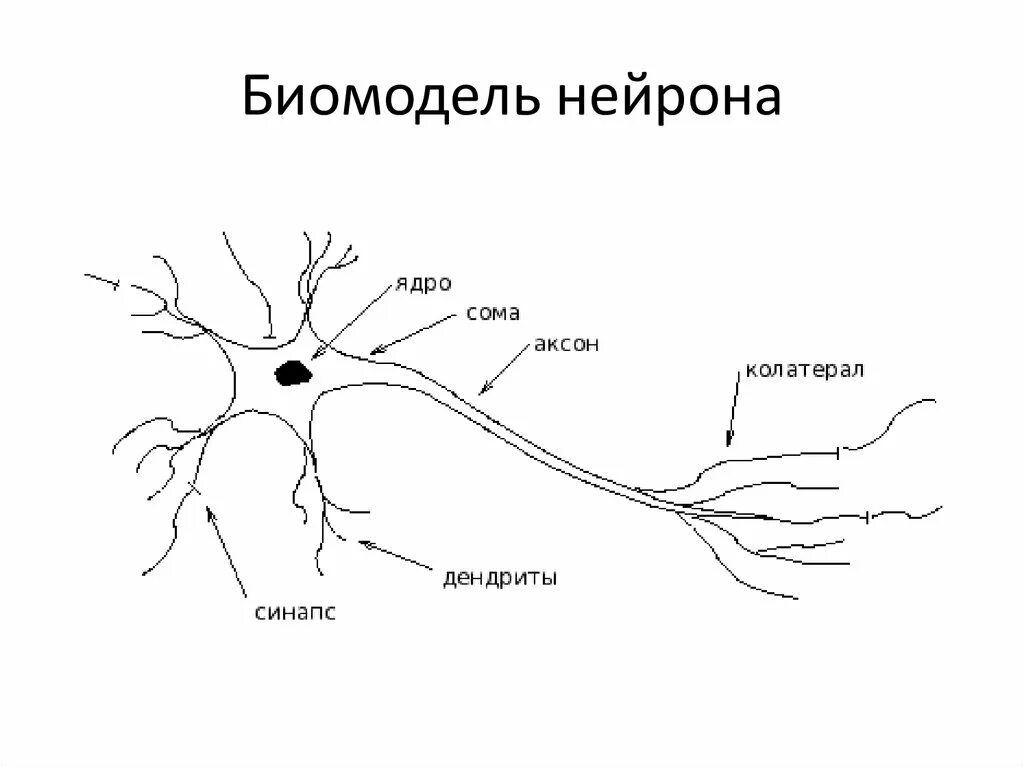 Короткие аксоны сильно ветвятся. Нейрон строение и функции. Строение нейрона обозначьте части нейрона. Схема строения нейрона рисунок. Схема строения нервной клетки.