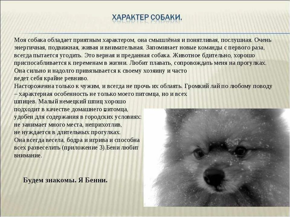 Сочинение про щенка. Рассказ о породе собак шпиц. сочинение про шпица. рассказ о собаке шпиц. сочинение про собаку.