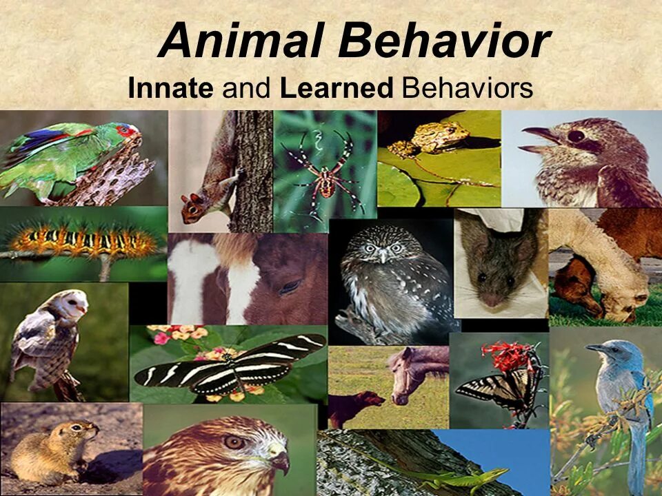 Animal behaviour. Animal behavior. innate behaviors. behavior and behaviour. animal adaptation.