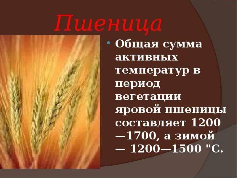 Сообщение о пшенице 3 класс. Пшеница для презентации. Сообщение о пшенице. Период вегетации Яровой пшеницы. Рассказ все о пшенице.