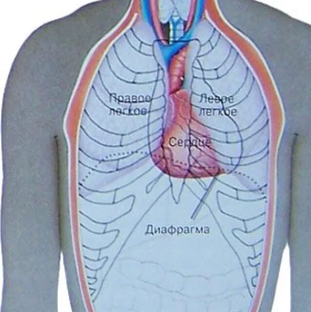 Лёгкие человека расположение. Расположение легкого у человека. Расположение легких у женщины. Расположение легких у человека фото. Местоположение легких
