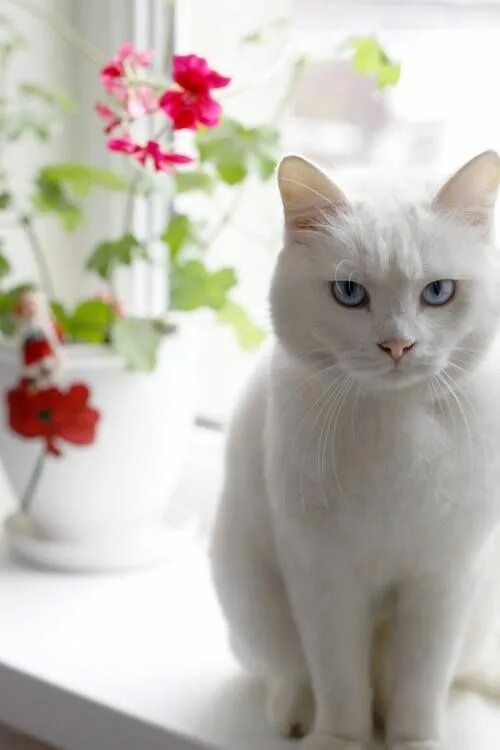 Download wallpapers Turkish Angora, breed of domestic cat, white short-haired ca
