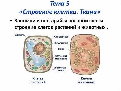 Строение клетки ткани биология 5