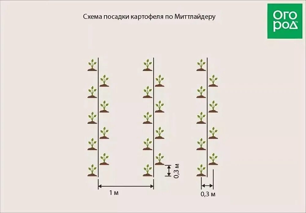 Расстояние между боровками при посадке картофеля. Гребневая схема посадки картофеля. митлайдер грядки схема посадки. посадка картофеля методом митлайдера схемы. схема посадок на грядках по митлайдеру.