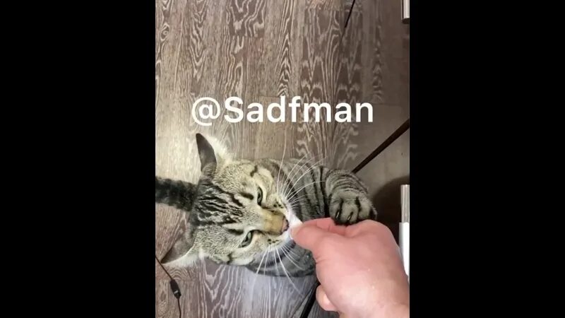 Все плейлисты Sadfman (23527090): видеоподборки на RUTUBE