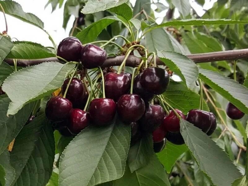 черевишня чудо вишня. дюк (гибрид черешни и вишни) чудо-вишня. дюк чудо-вишня (вишнёво-черешневый гибрид). дюк чудо вишня отзывы. дюк чудо вишня.