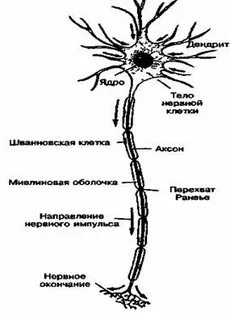 Отросток нервной системы 5