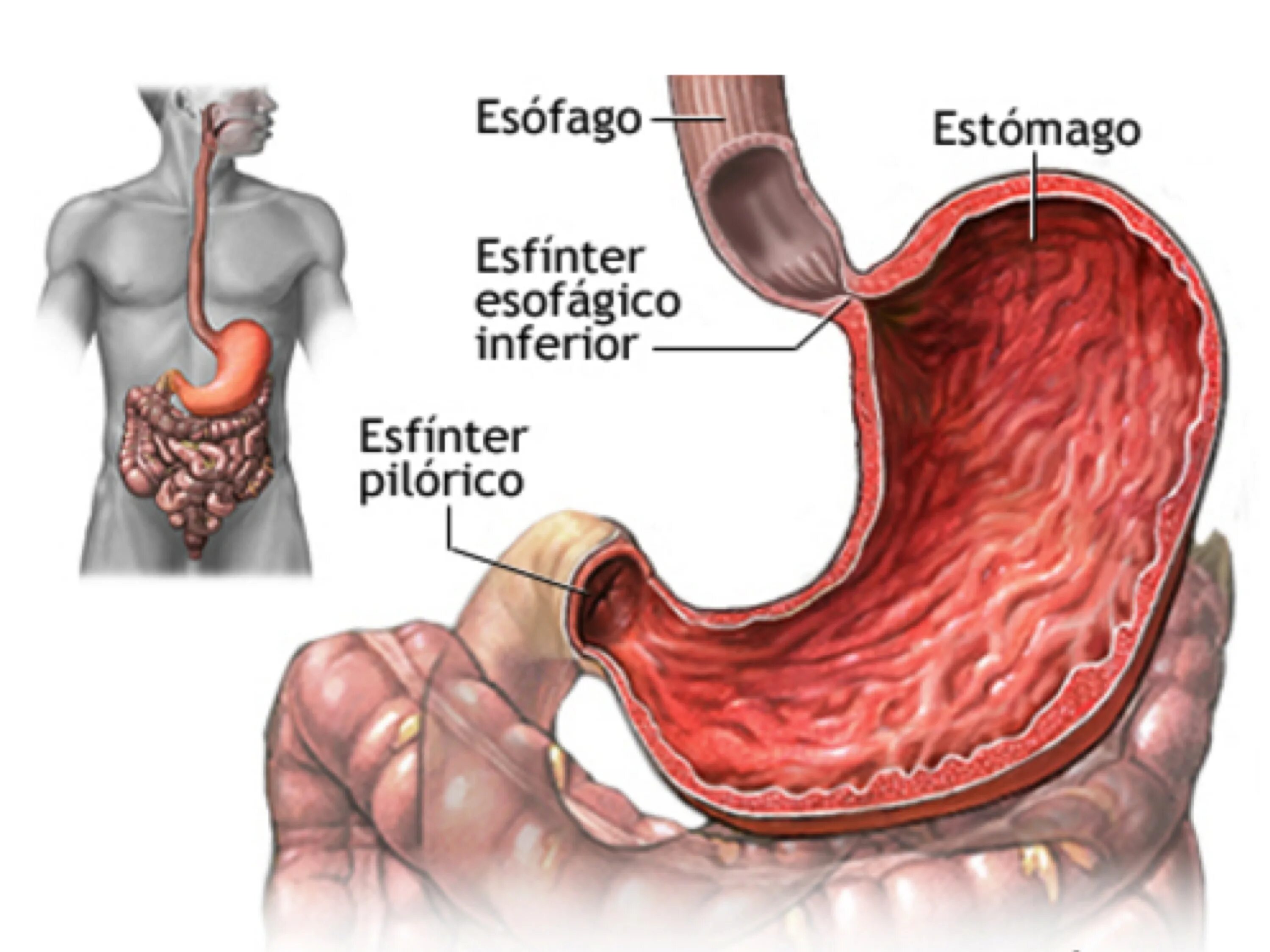 Клапан пищевода и желудка. Пилорический отдел желудка сфинктер. Пилорический сфинктер желудка анатомия. Клапан желудка и пищевода сфинктер. Кардия пищевода анатомия.