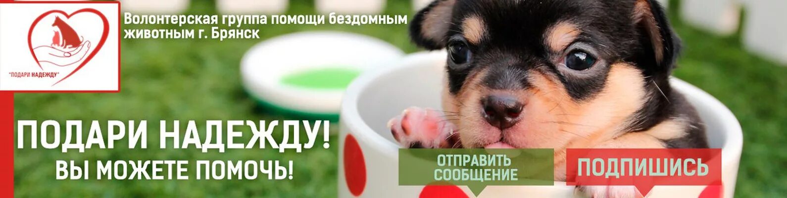 Помощь бездомным животным елец. Волонтерская группа помощи бездомным животным. подари надежду брянск бездомным животным. подари праздник бездомным животным. правила группы помощи животным.