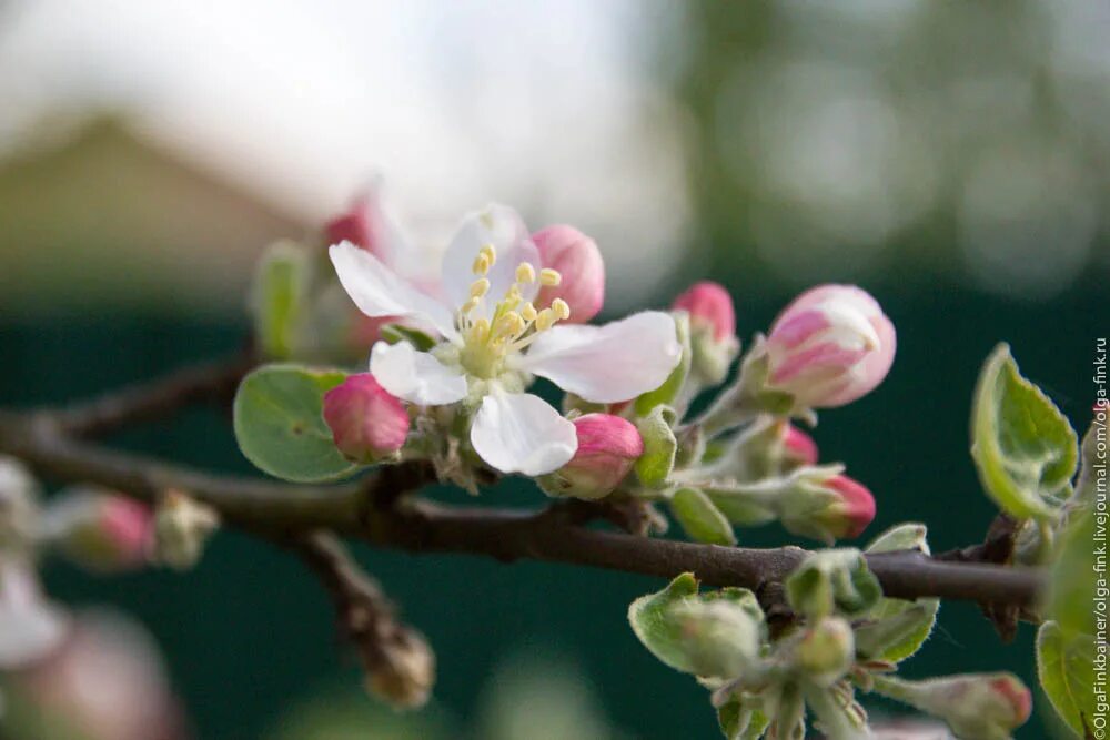 Когда яблони зацветут 120. Жасминовая яблоня. Когда я яблони расцветут. Яблоня. Когда яблони зацветут 120.