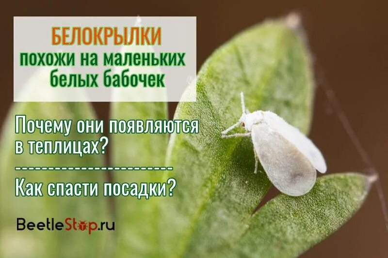 Как избавиться от белокрылки в теплице