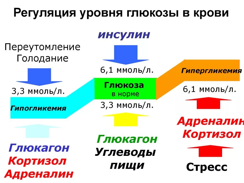 Повышение глюкозы в крови гормон. Регуляция уровня Глюкозы в крови биохимия. Регуляция содержания Глюкозы в крови в норме биохимия. Механизм регуляции концентрации сахара крови. Механизмы поддержания Глюкозы в крови.