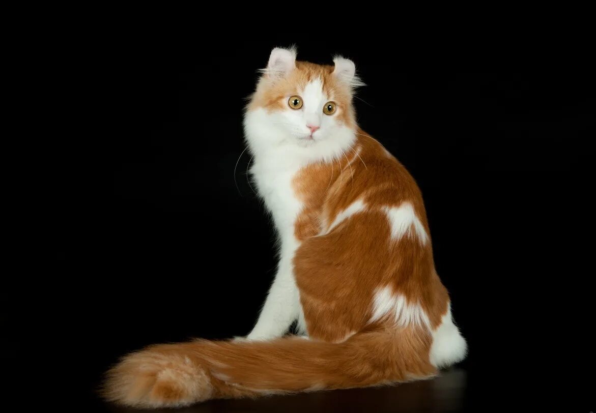 Порода американский керл. Кошка американский керл. Американский кёрл кошка рыжий. Американский керл рыжий кот. Американский длинношерстный керл.