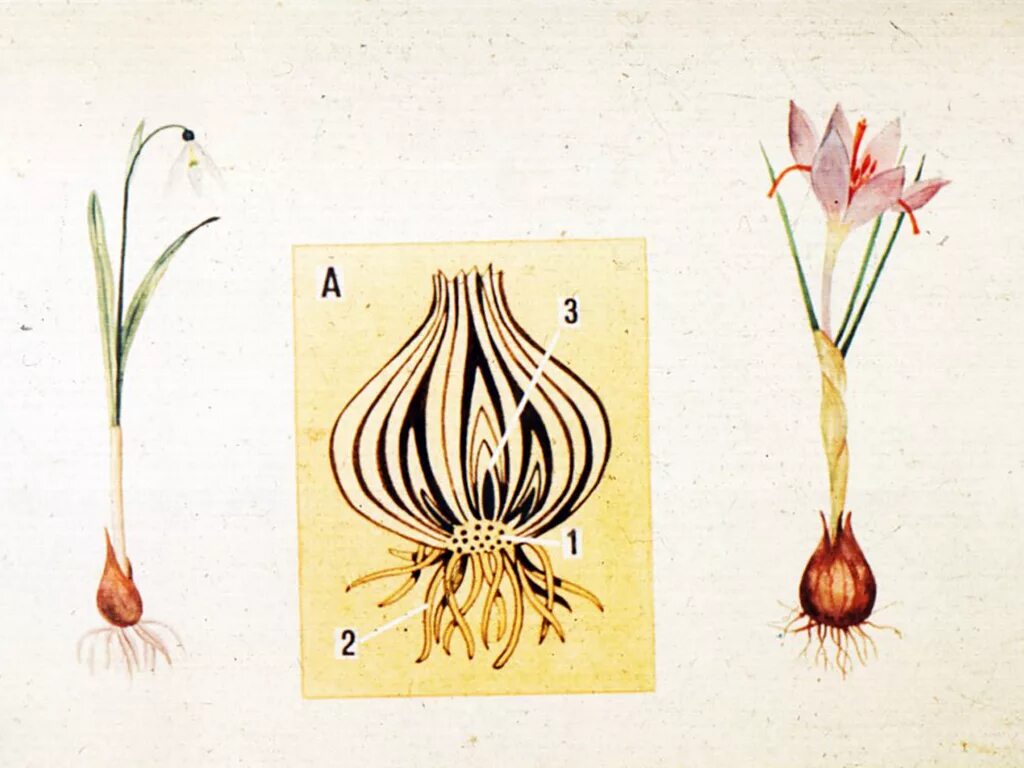 Тюльпан корневище. Видоизменённый стебель луковицы. Луковица тюльпана это видоизмененный побег. Донце луковицы нарцисса.