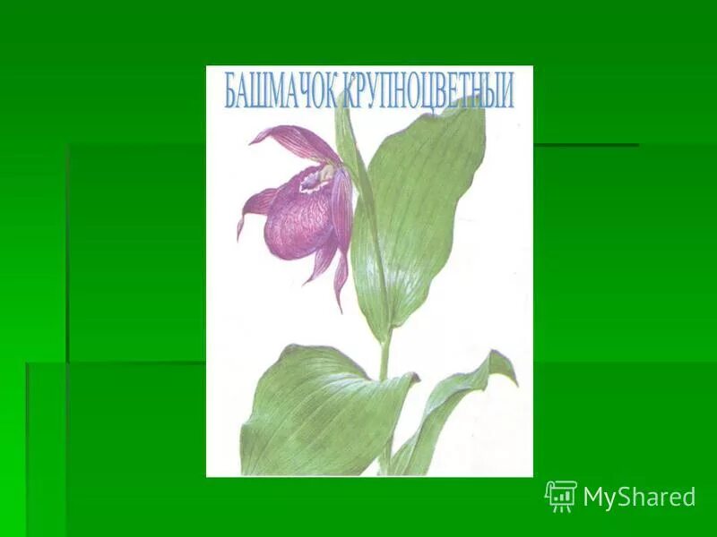 Растение занесенное в красную книгу кемеровской области. Растения из красной книги. Растения из красной книги Кемеровской области. Красная книга Кузбасса растения. Животные из красной книги Кемеровской области.