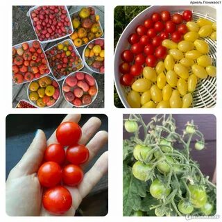 Томат засолочные пятачки