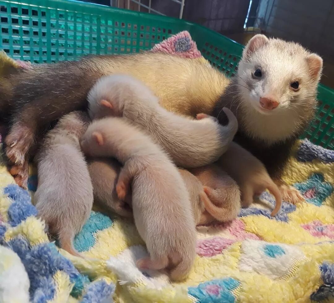 Белая норка животное. Феррет хорек. Куница ласка горностай. Белополосая ласка. Куница с потомством.
