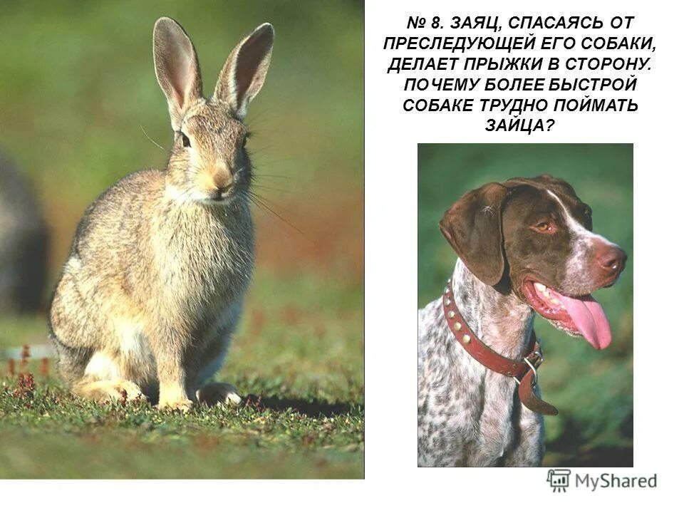 Ловля зайца капканами зимой. Силки на зайца зимой. Поймать зайца выражение. Поймать зайца выражение. Как ставить силки на зайца зимой.