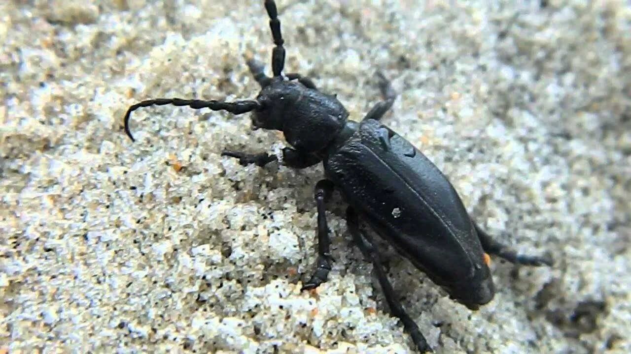 жук усач дубильщик. длинный летающий жук. древесный жук усач. черный жук с усами в доме.