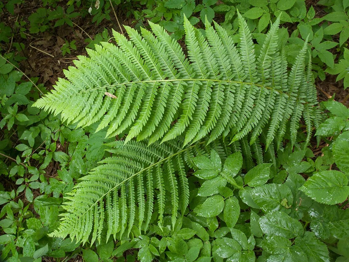 Щитовник мужской. Папоротник Щитовник. Dryopteris filix-mas. Dryopteris - Щитовник. Папоротник Щитовник мужской.