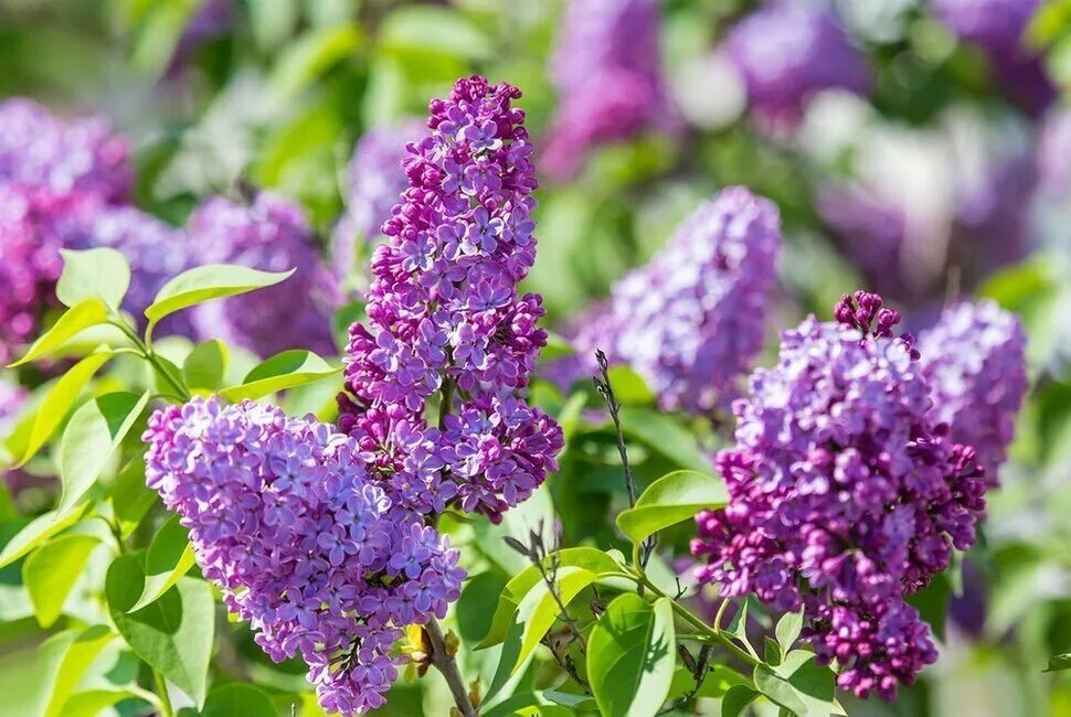 Видеть во сне сирень цветущую. Сирень найт. сирень перистая. сирень никитинская. мичуринская сирень.