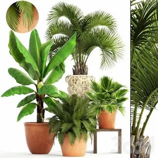 Plants co