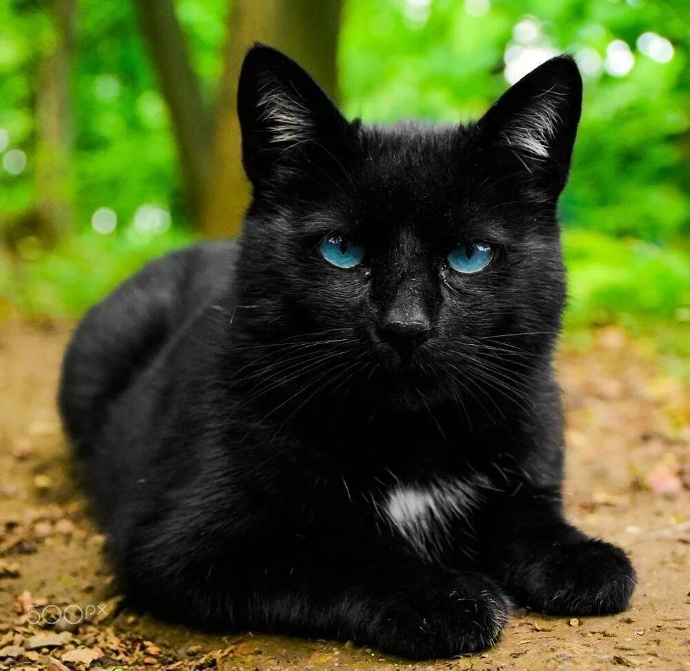 Черный кот с голубыми глазами. Чёрная кошка с голубыми глазами. Кошка серная с голубыми глазами. Чёрный кот с голубыми глазапи. Черная глазая