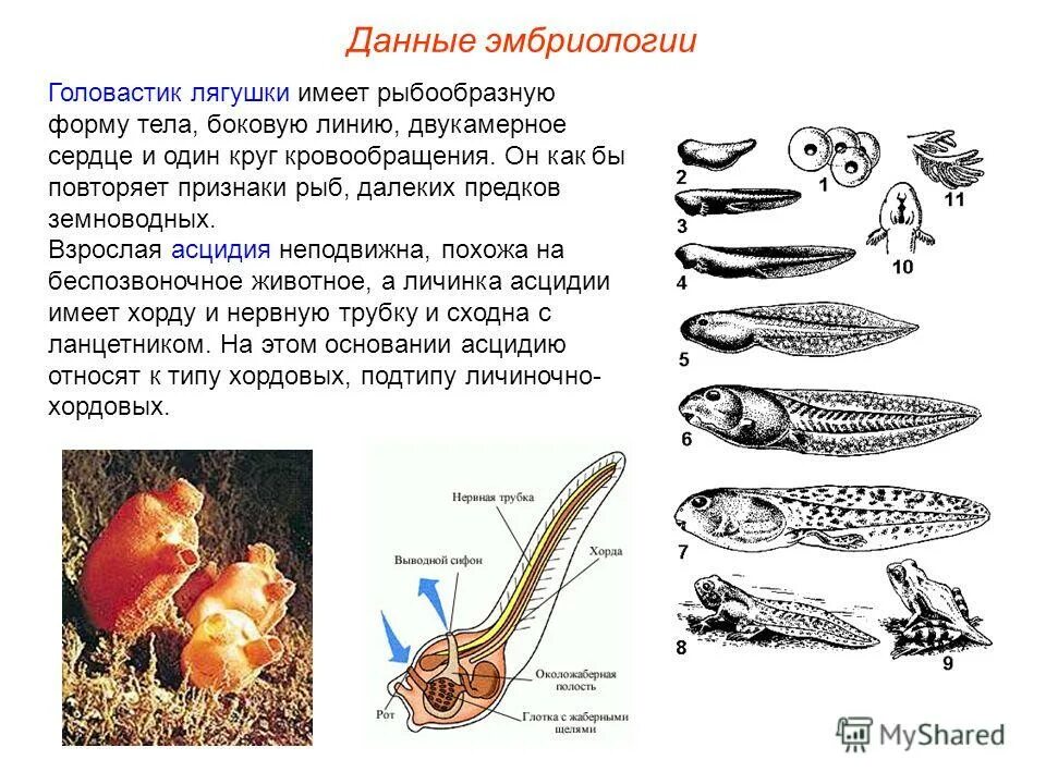 Внутреннее различие головастика и лягушки. Асцидия дегенерация. Асцидия цикл развития. Строение личинки асцидии. Метаморфоз личинки асцидии.