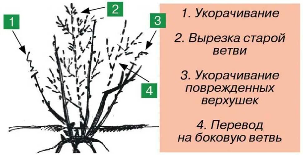 Схема обрезки черной смородины весной. Схема обрезки смородины весной. Схема обрезки смородины осенью осенью. Схема весенней обрезки смородины.