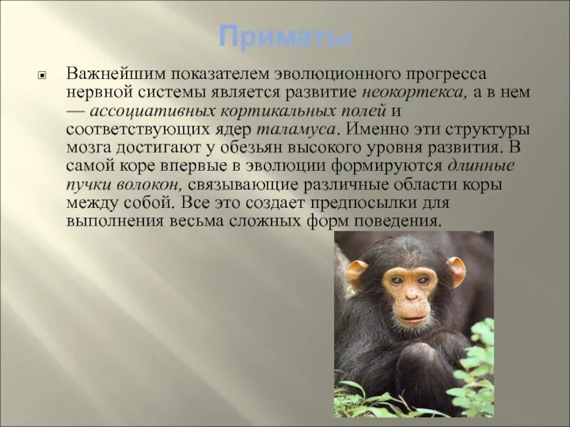 Какой мозг у приматов. Нервная система приматов. Приматы презентация. Уровень развития примат. Нервная система обезьян.