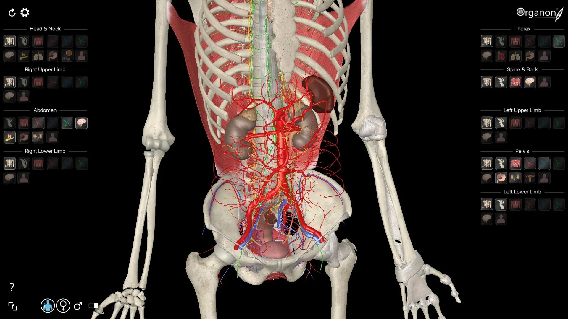 3d organon vr anatomy. 3d organon vr anatomy. Приложения 3д анатомия. 3d organon anatomy. 3d organon vr anatomy.
